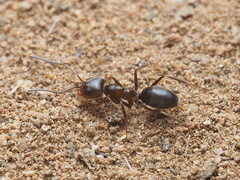 Dorymyrmex insanus
