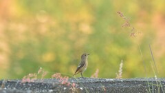 Phoenicurus auroreus