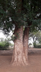 Xanthocercis zambesiaca