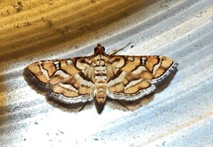Hileithia magualis
