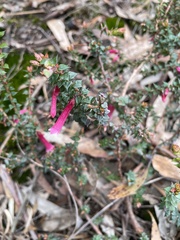 Epacris reclinata