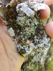 Heterodermia neglecta