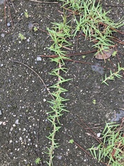 Stenotaphrum secundatum