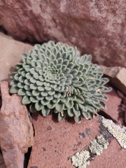 Townsendia condensata