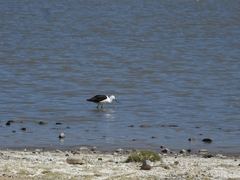 Recurvirostra andina