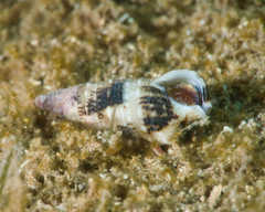 Cerithium egenum