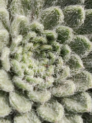 Townsendia condensata