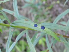 Asteromyia euthamiae