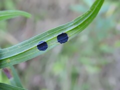 Asteromyia euthamiae