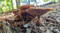 Desarmillaria