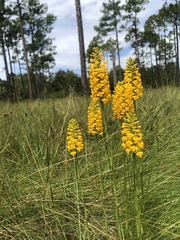 Platanthera integra
