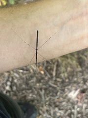 Emesaya brevipennis