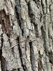 Emesaya brevipennis