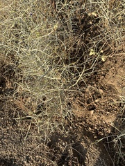 Scutellaria mexicana