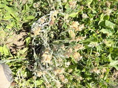 Helichrysum luteoalbum