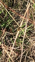 Bombyliini