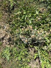 Helichrysum luteoalbum