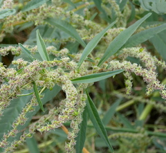 Amaranthus