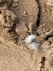 Dasymutilla gloriosa