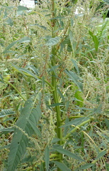Amaranthus