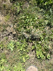 Helichrysum luteoalbum