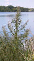 Amaranthus