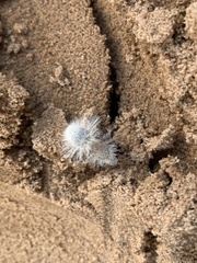 Dasymutilla gloriosa