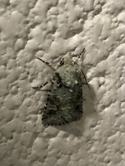 Lacinipolia implicata