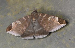 Pindara