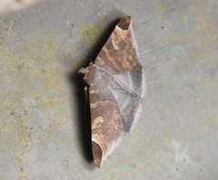 Pindara