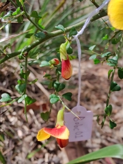 Bossiaea obcordata