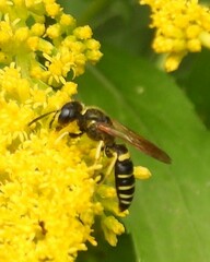 Philanthus solivagus
