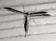 Emmelina monodactyla