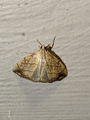 Evergestis pallidata