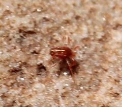 Erythracaridae