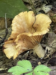 Russula earlei
