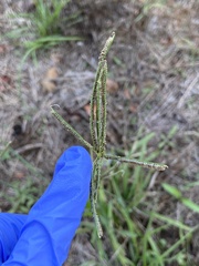 Eleusininae