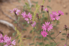 Palafoxia sphacelata
