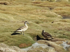 Lophonetta specularioides