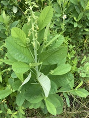 Crotalaria spectabilis