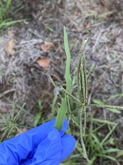 Eleusininae