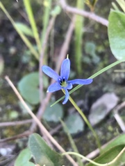Tecophilaea violiflora