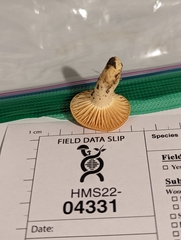 Cuphophyllus pratensis