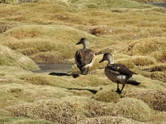 Lophonetta specularioides
