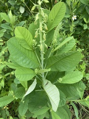 Crotalaria spectabilis