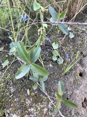 Tecophilaea violiflora