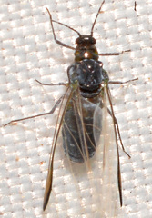 Eriosomatinae