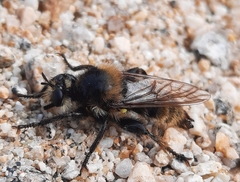 Laphria