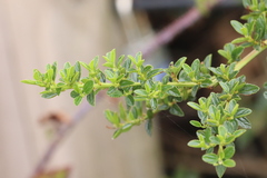 Ceanothus thyrsiflorus