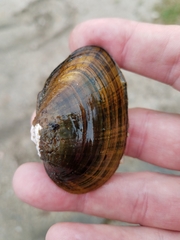 Alasmidonta undulata